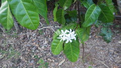 Saba comorensis