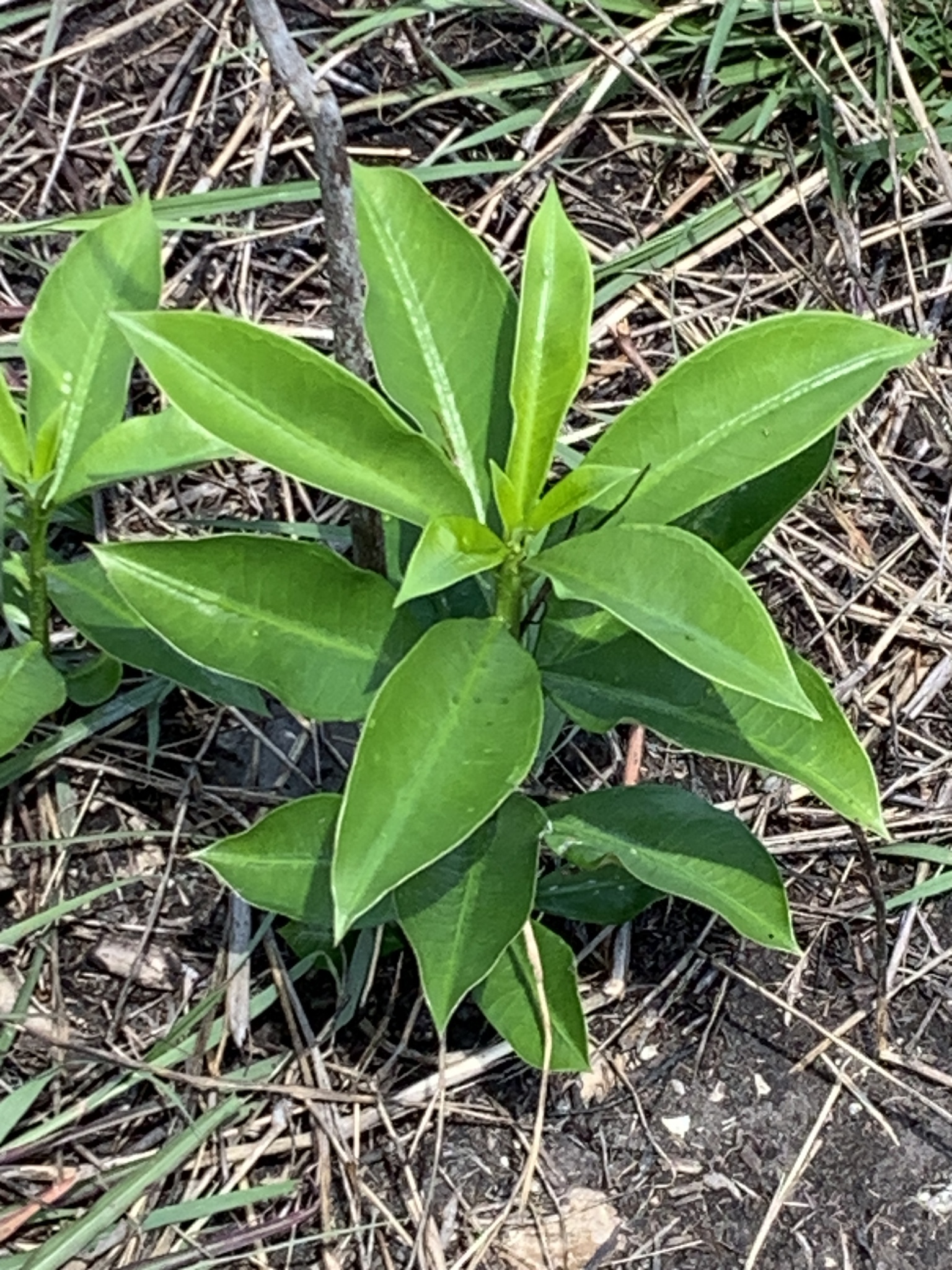 Thevetia Ahouai (Thevetia ahouai)