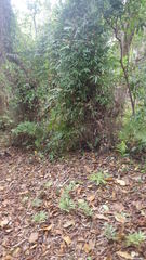 Lygodium lanceolatum