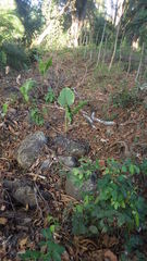 Alocasia macrorrhizos