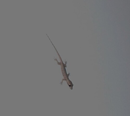 Hemidactylus platyurus