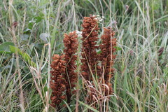 Orobanche elatior