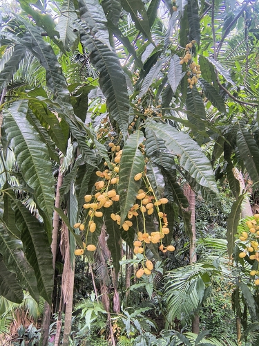 Trichilia claussenii, photograph 4