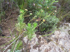 Euryops abrotanifolius