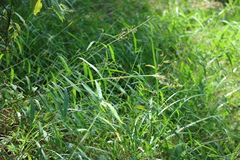 Capillipedium parviflorum