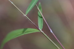 Capillipedium parviflorum