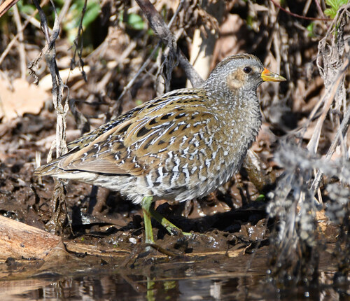 Spotted Crake (Porzana porzana), photo 5