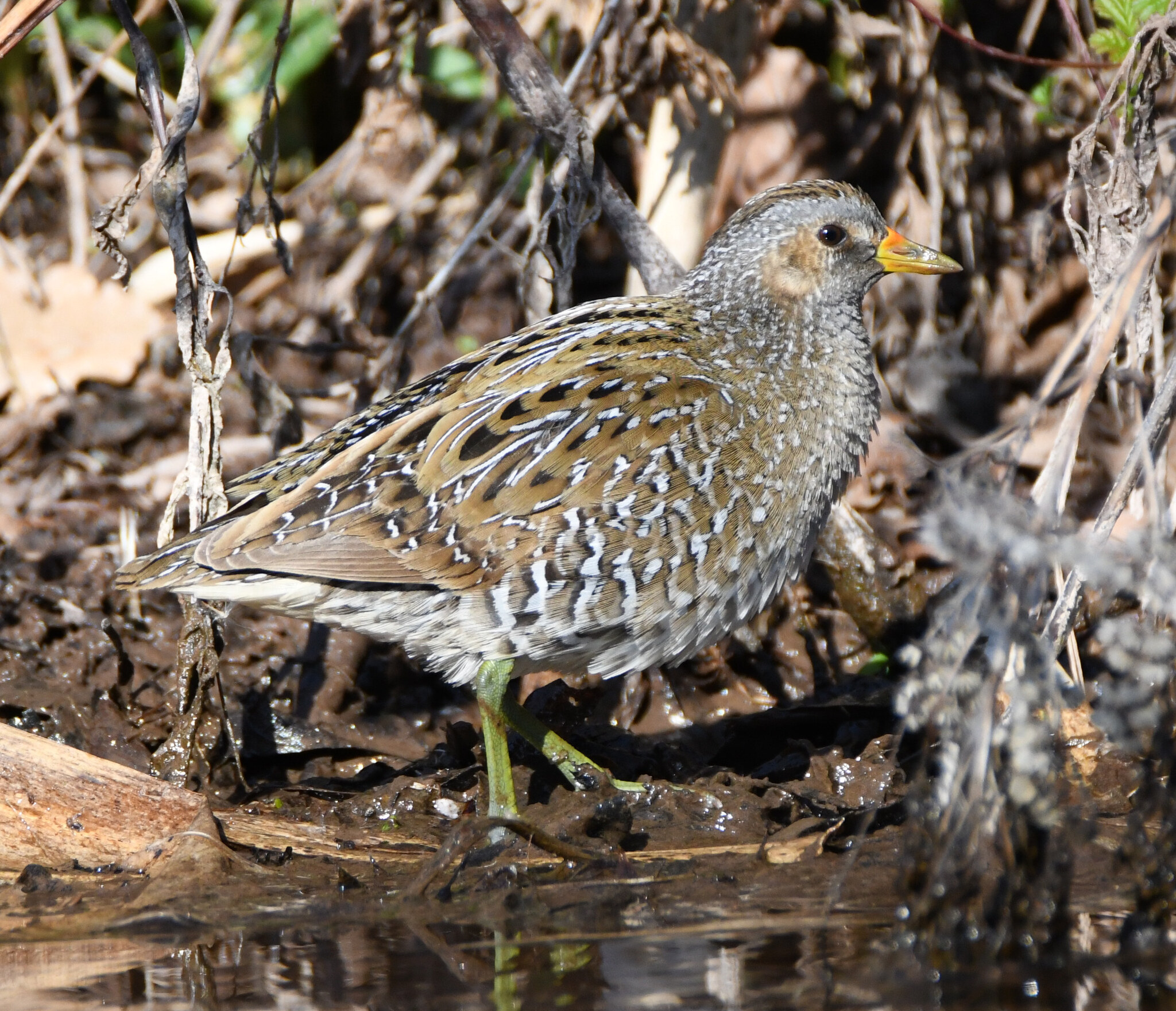 Spotted Crake (Porzana porzana), photo 8