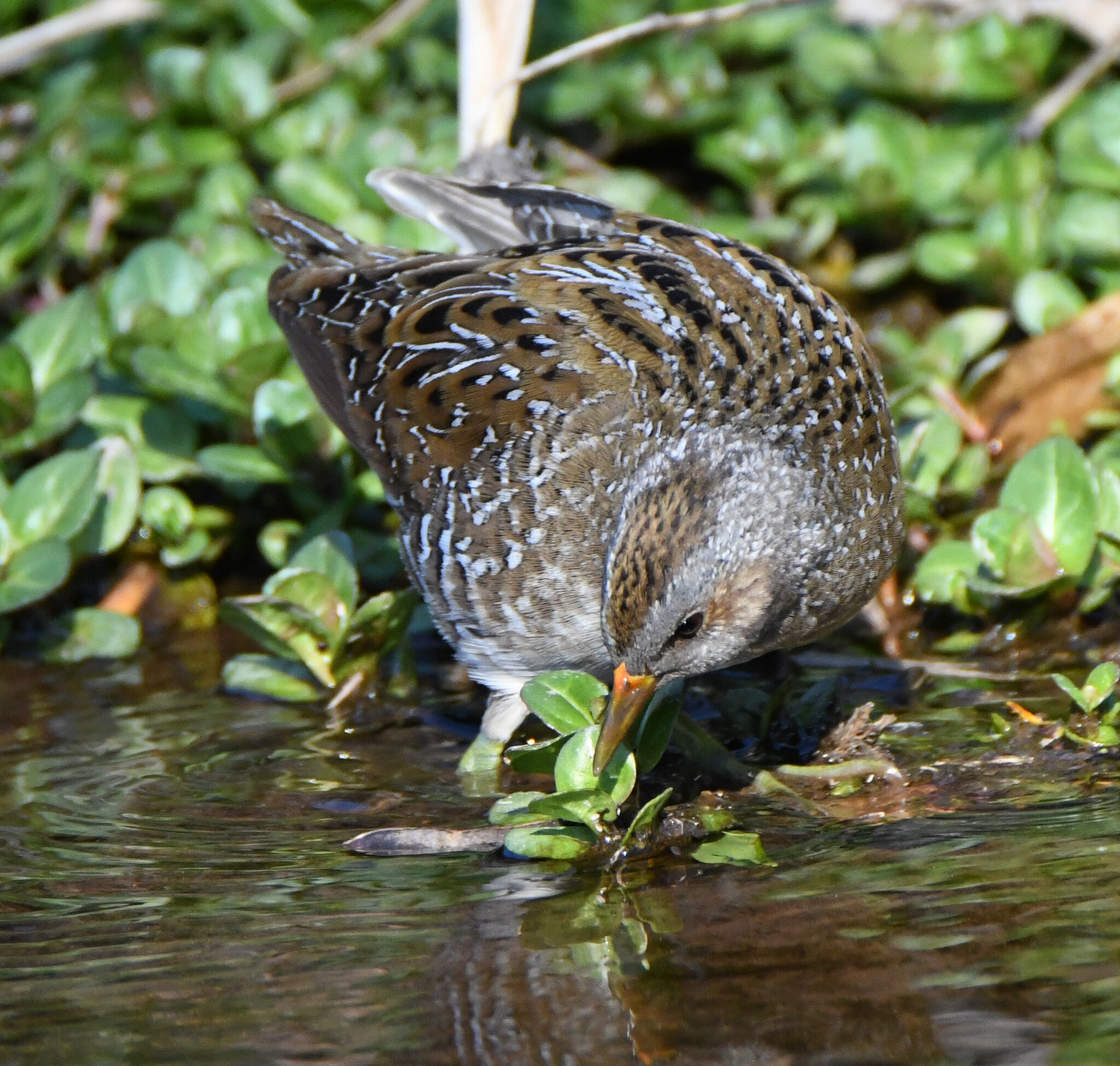 Spotted Crake (Porzana porzana), photo 9