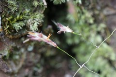 Capillipedium parviflorum