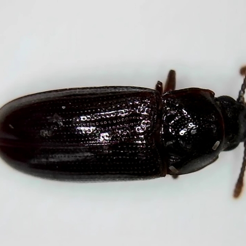 Pharaxonotha, 2026-03-28