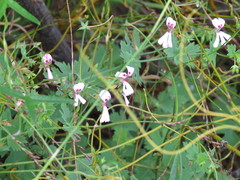 Pelargonium patulum