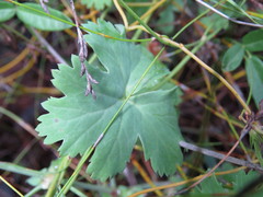 Pelargonium patulum