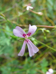 Pelargonium patulum
