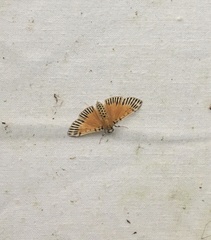 Polygrammodes mimetica