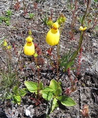 Calceolaria biflora