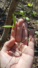 Sideroxylon lycioides