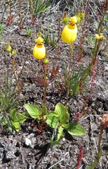 Calceolaria biflora