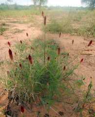 Ptilotus spicatus
