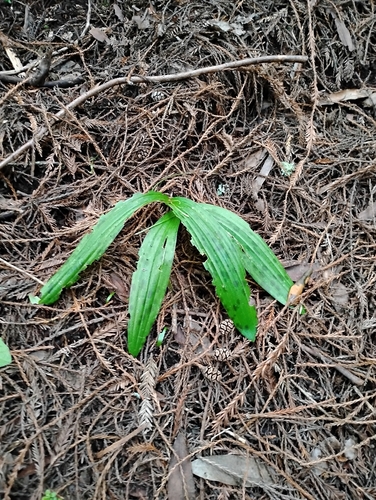 California fetid adderstongue (Scoliopus bigelovii)