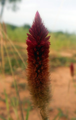 Ptilotus spicatus
