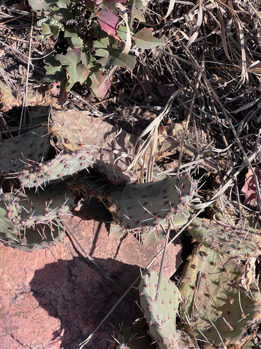 Opuntia macrorhiza