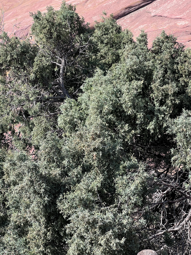 Juniperus scopulorum