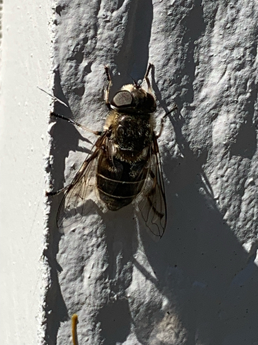 Unknown species found near River Run Trl, Fort Wayne, IN, US