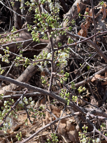 Prunus americana
