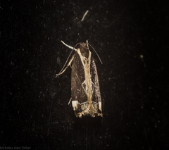 Chaliniastis astrapaea