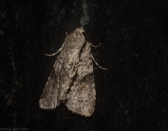 Turnerinycta phaeocosma