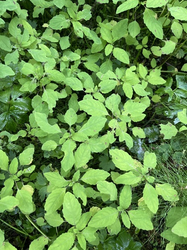 Touch-me-not Balsam (Impatiens noli)
