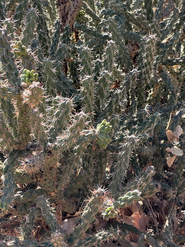 Cylindropuntia imbricata imbricata