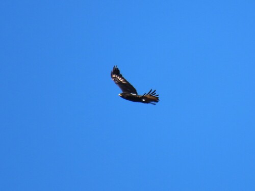 Verreaux's Eagle (Aquila verreauxii)