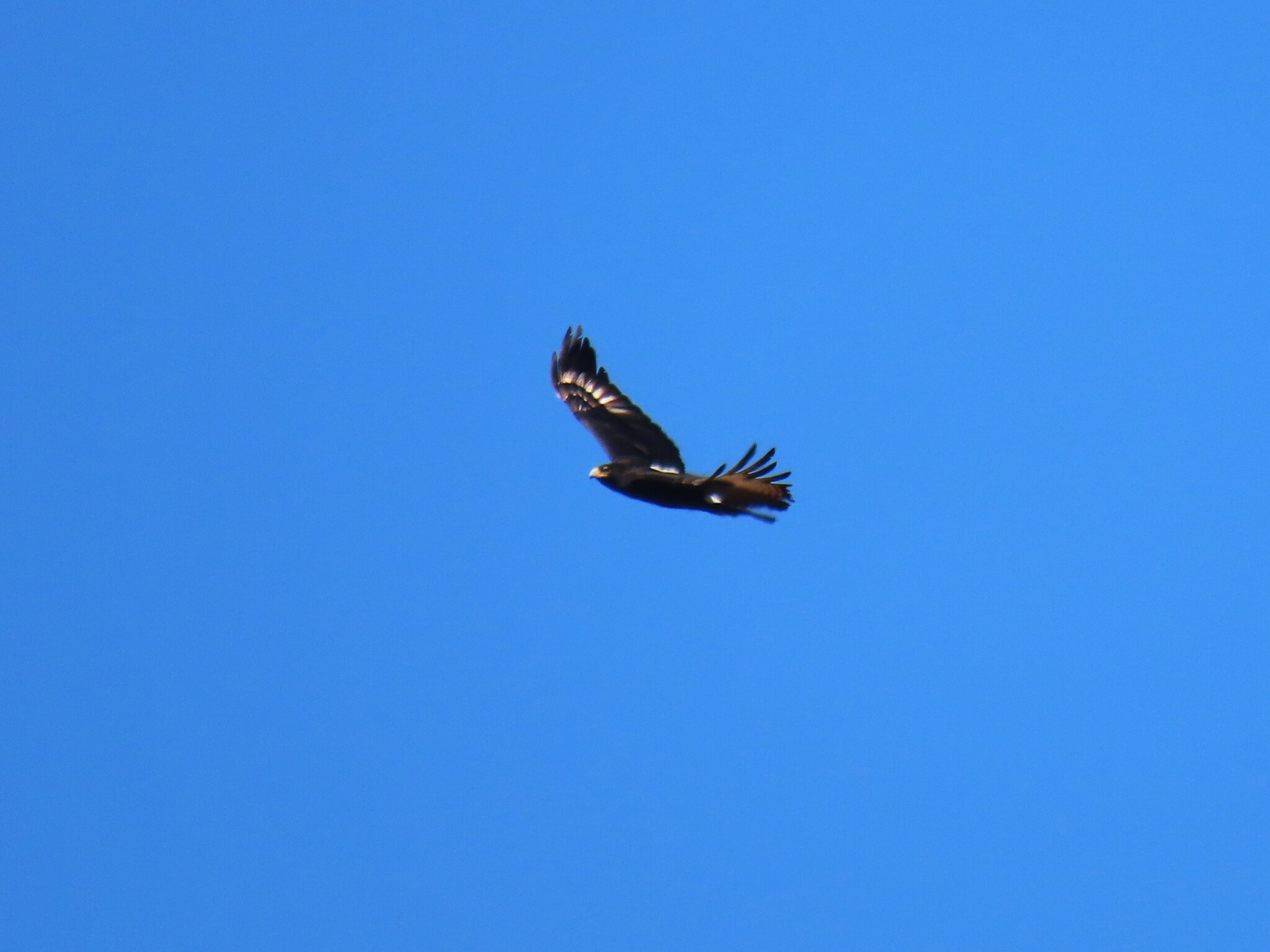 Verreaux's Eagle (Aquila verreauxii), photo 1
