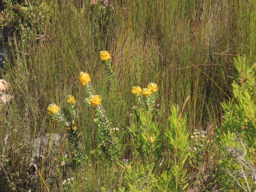 Mimetes chrysanthus, photograph 5