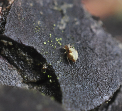 Ptenothrix maculosa