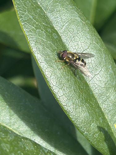Unknown species found near Unander Ave, Vancouver, WA, US