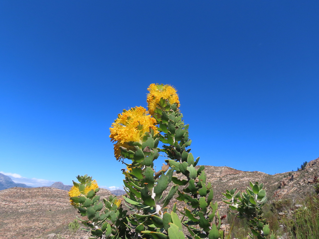 Mimetes chrysanthus; photograph (c) Christiaan Viljoen, some rights reserved (CC BY)