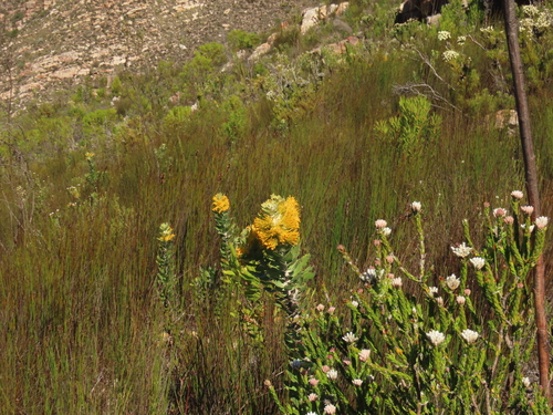 Golden Pagoda (Mimetes chrysanthus)