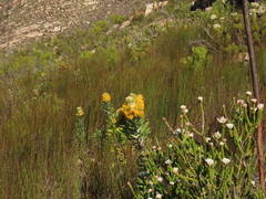 (c) Christiaan Viljoen, some rights reserved (CC BY) Mimetes chrysanthus, photograph (c) Christiaan Viljoen, some rights reserved (CC BY)