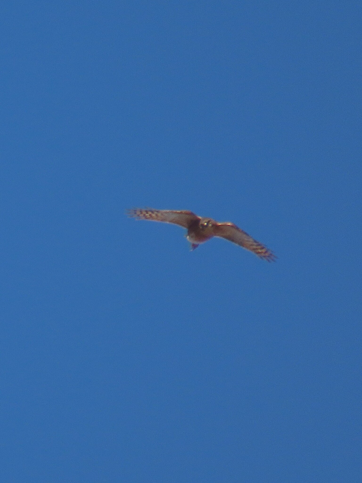 Rufous-breasted Sparrowhawk (Accipiter rufiventris), photo 1