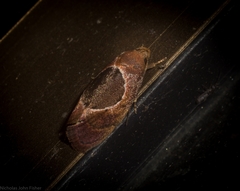 Hoplomorpha abalienella