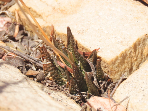 Crude Haworthia (Haworthiopsis scabra)