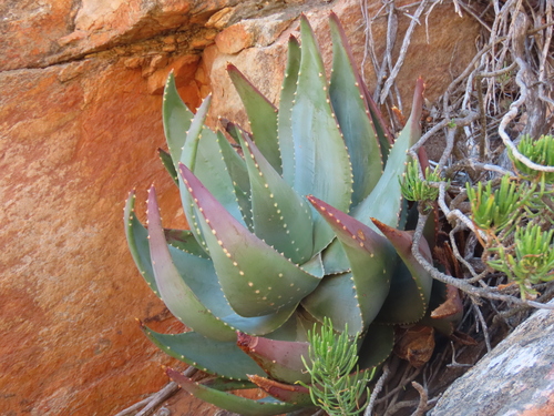 Aloe comptonii, photograph 6