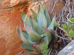 Aloe comptonii, photograph (c) Christiaan Viljoen, some rights reserved (CC BY)