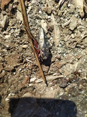 Chalcophora mariana massiliensis