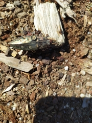 Chalcophora mariana massiliensis