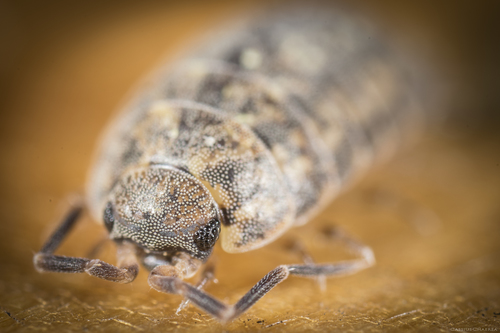 Lepidoniscus minutus minutus