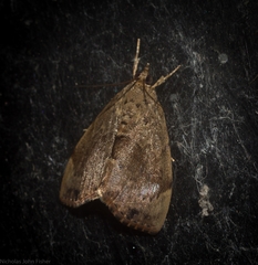 Crocidolomia suffusalis